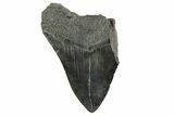 Bargain, Fossil Megalodon Tooth - South Carolina #365805-1